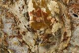 Beautiful Petrified Wood (Araucaria) Slab - Madagascar #361475-1